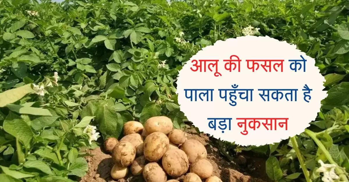 आलू की फसल को पाला पहुँचा सकता है बड़ा नुकसान, इन तरीकों से करें बचाव