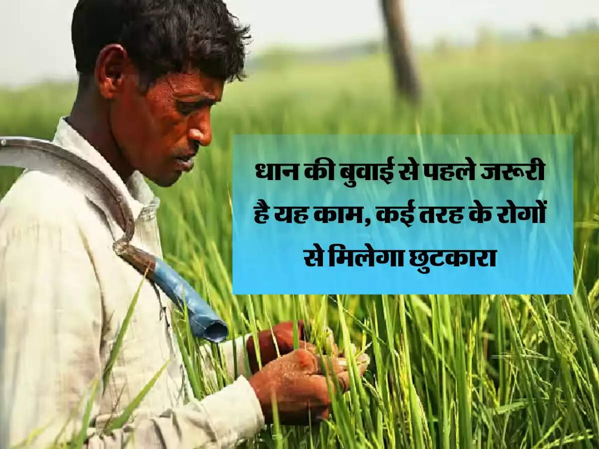 धान की बुवाई से पहले जरूरी है यह काम, कई तरह के रोगों से मिलेगा छुटकारा