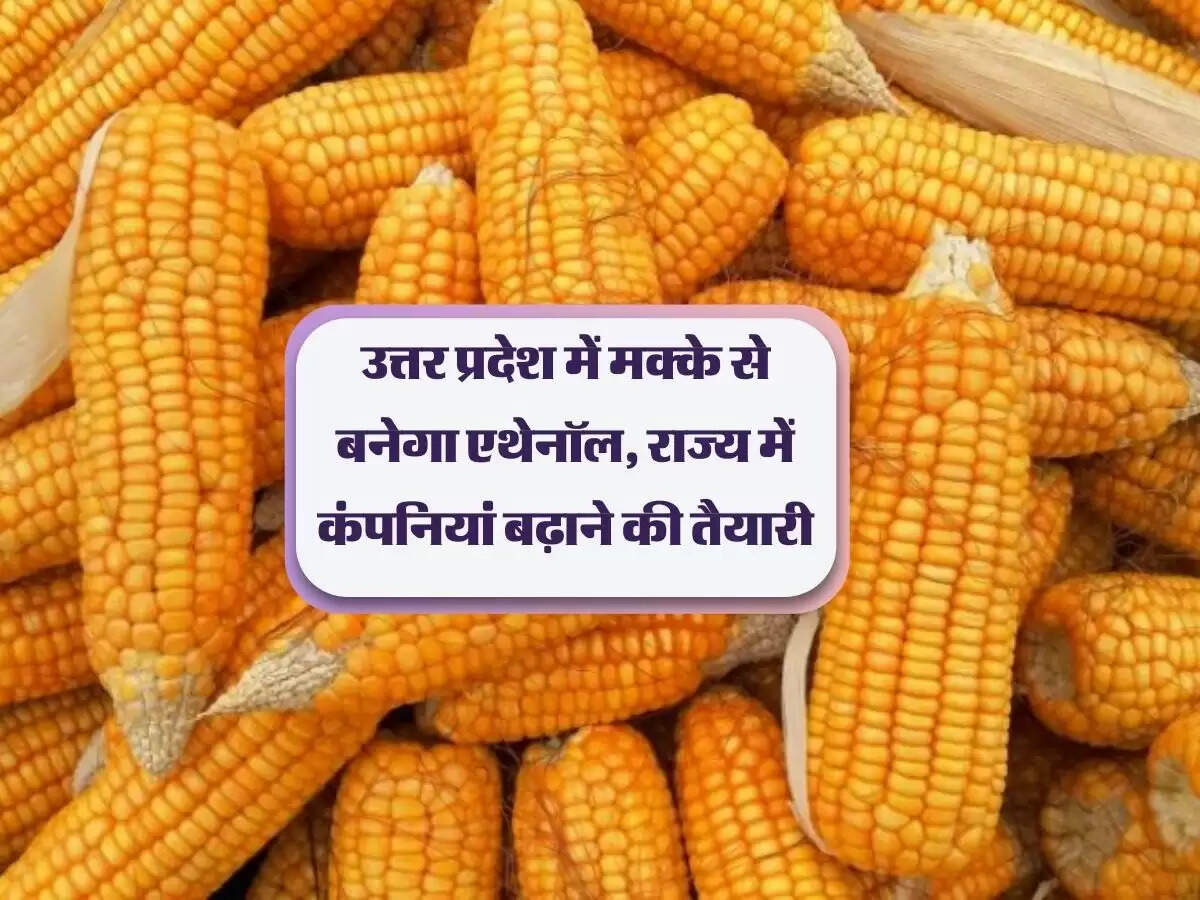 उत्तर प्रदेश में मक्के से बनेगा एथेनॉल, राज्य में कंपनियां बढ़ाने की तैयारी