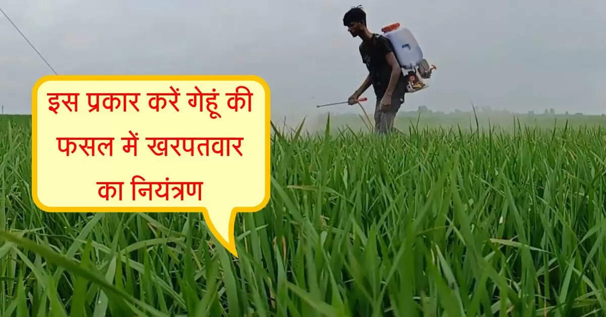 इस प्रकार करें गेहूं की फसल में खरपतवार का नियंत्रण, उत्पादन के साथ किसानों की आय में होगी बढ़ोतरी