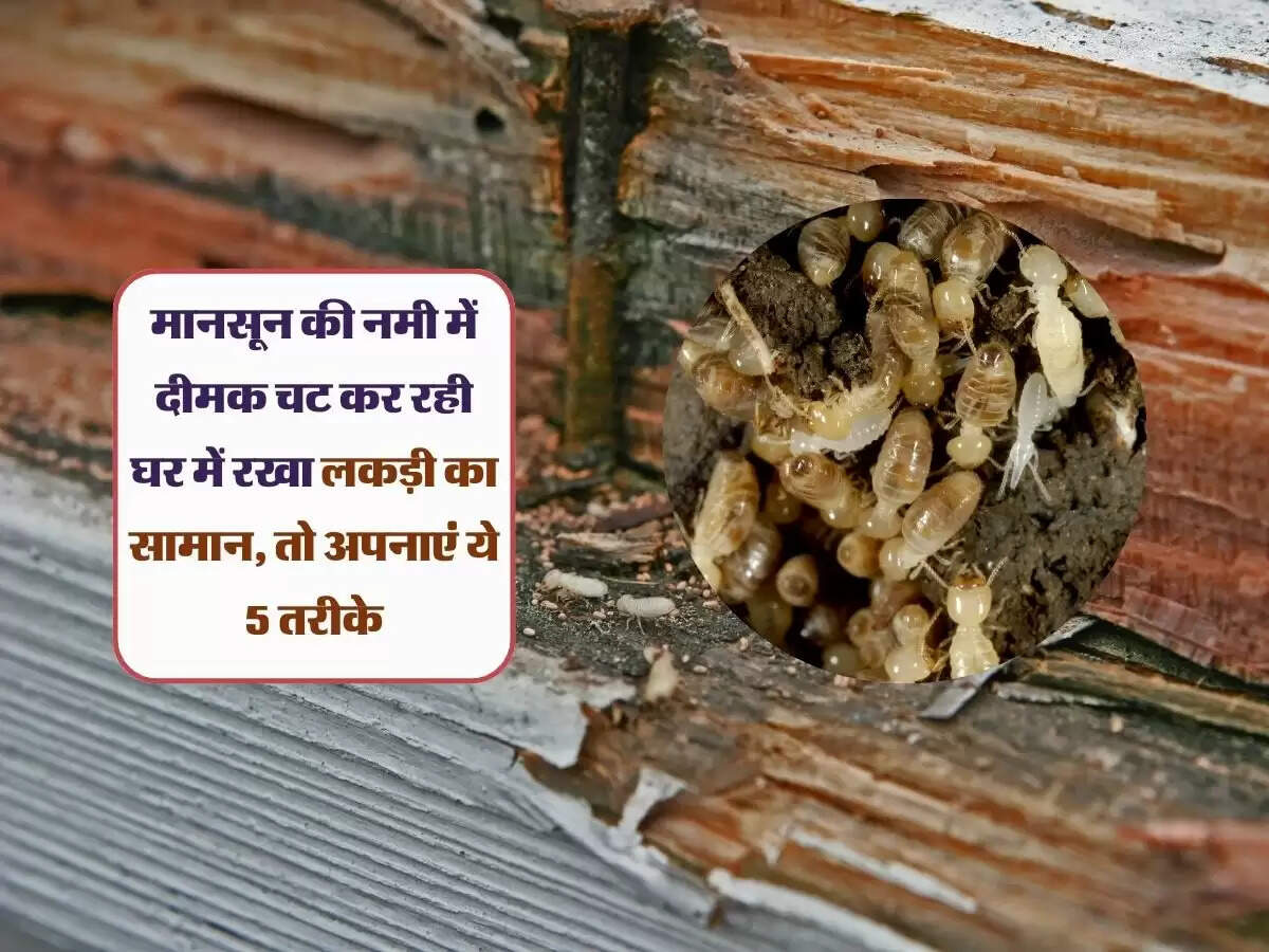 मानसून की नमी में दीमक चट कर रही घर में रखा लकड़ी का सामान, तो अपनाएं&nbsp;ये&nbsp;5&nbsp;तरीके