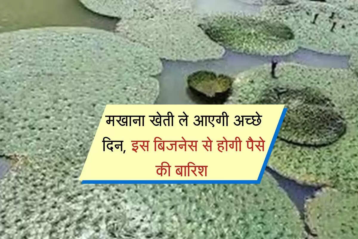 Business Idea: मखाना खेती ले आएगी अच्छे दिन, इस बिजनेस से होगी पैसे की बारिश