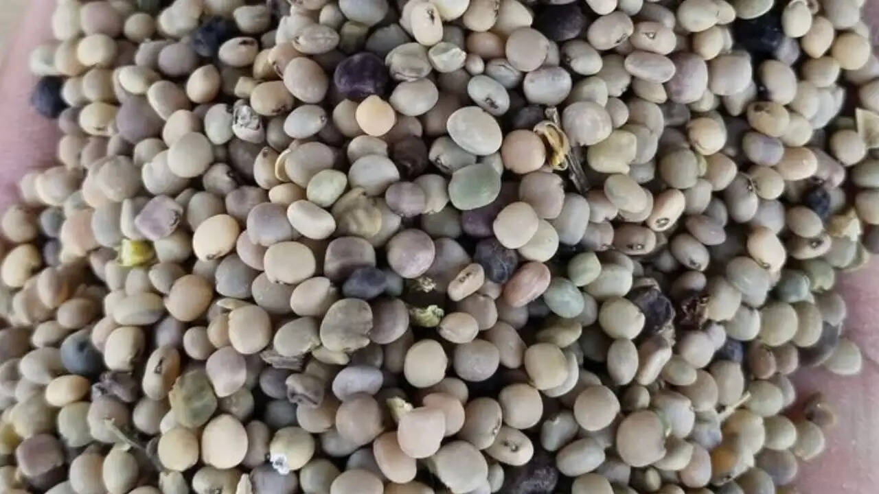 Guar Ka Rate: ग्वार के भाव में हल्की बढ़ोतरी, बढ़ सकता है बुवाई का रकबा