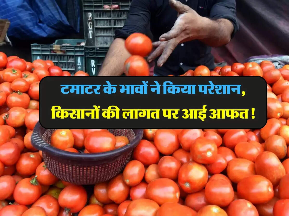 टमाटर के भावों ने किया परेशान, किसानों की लागत पर आई आफत!