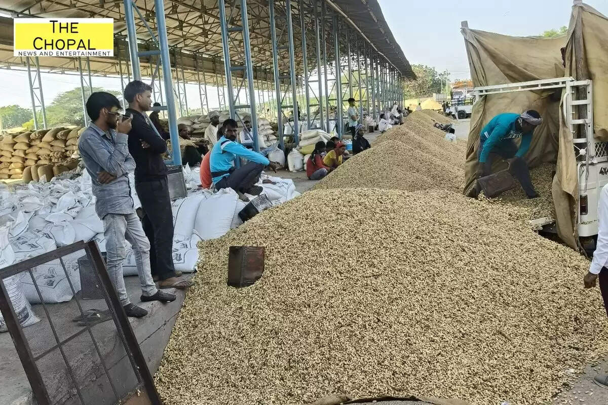 नोखा मंडी फसल भाव : ग्वार 20 रुपए तेज, तिल 9000 से 9800 रुपए प्रति क्विंटल बिके