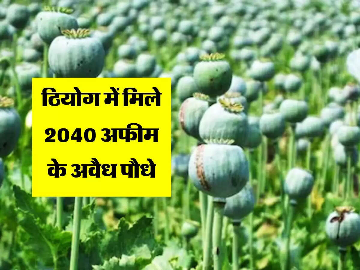 ठियोग में मिले 2040 अफीम के अवैध पौधे, पुलिस ने की कार्रवाई