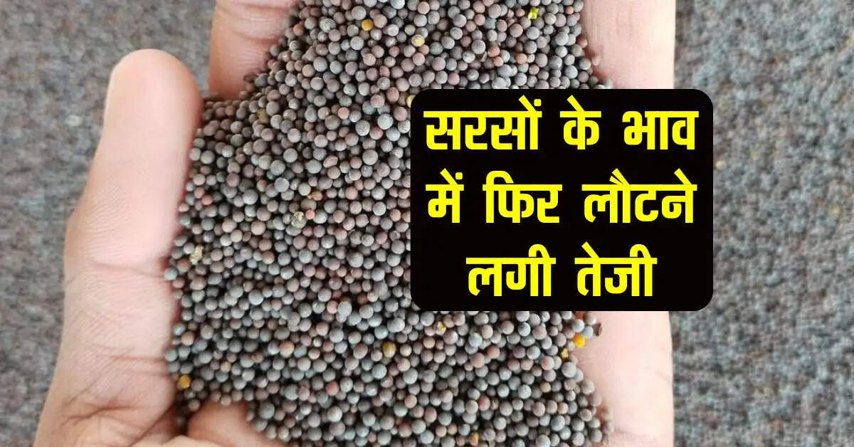 Sarso Mandi bhav: सरसों के भाव में फिर लौटने लगी तेजी, कई मंडियो में हुआ सुधार