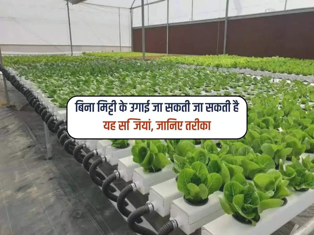 Agriculture News : बिना मिट्टी के उगाई जा सकती जा सकती है यह सब्जियां, जानिए तरीका