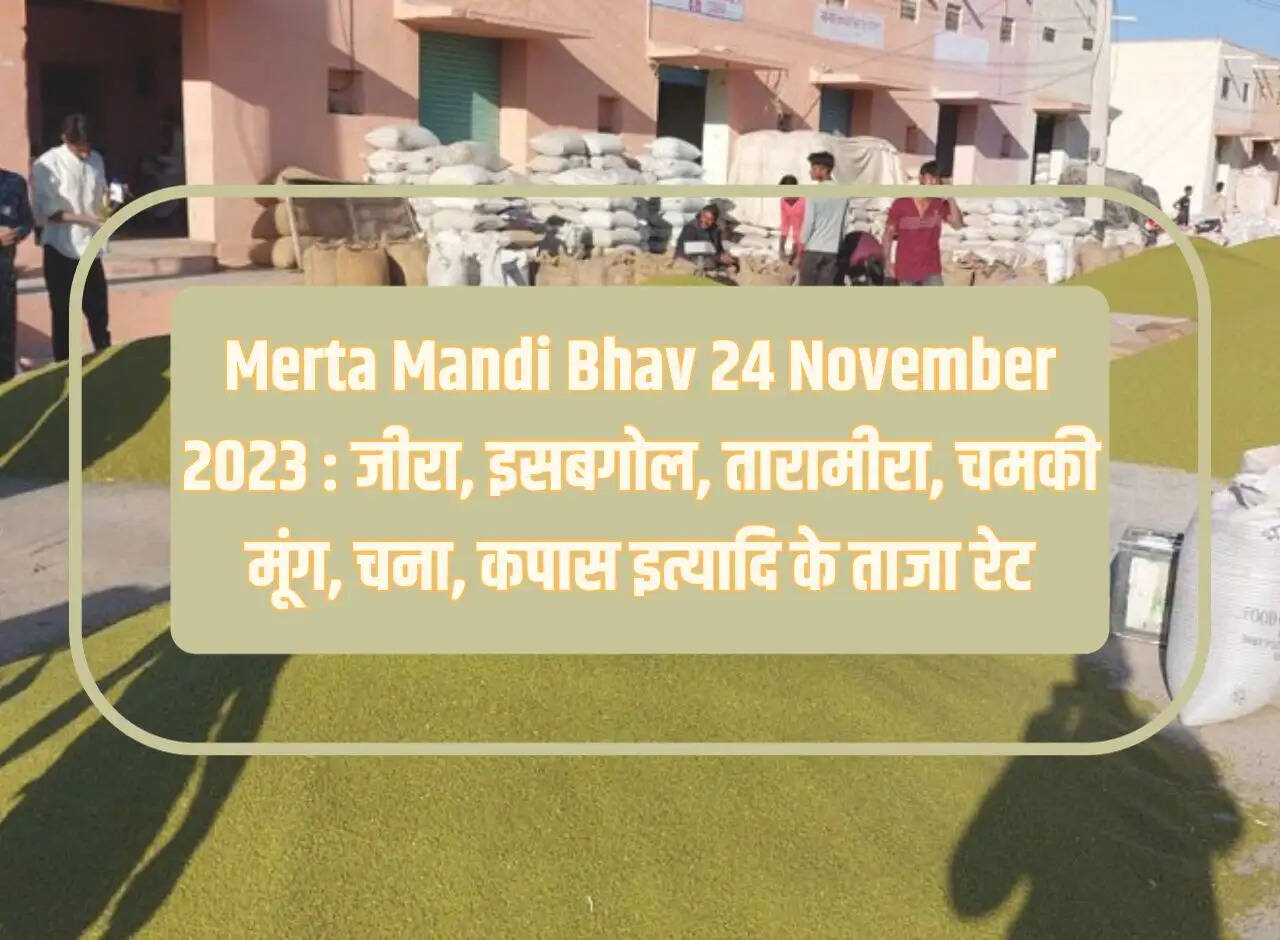 Merta Mandi Bhav 24 November 2023: Latest rates of cumin, isabgol, taramira, chamki moong, gram, cotton etc.