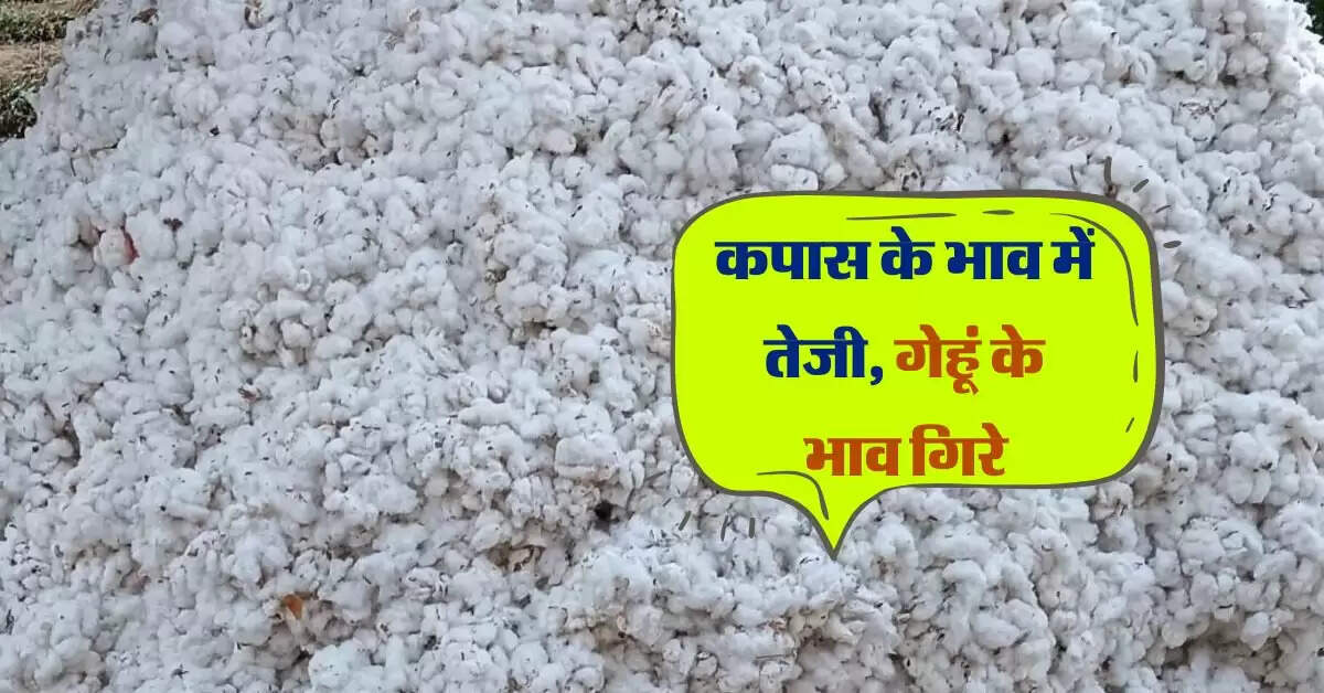 Alwar Mandi bhav: कपास के भाव में तेजी, गेहूं के भाव गिरे
