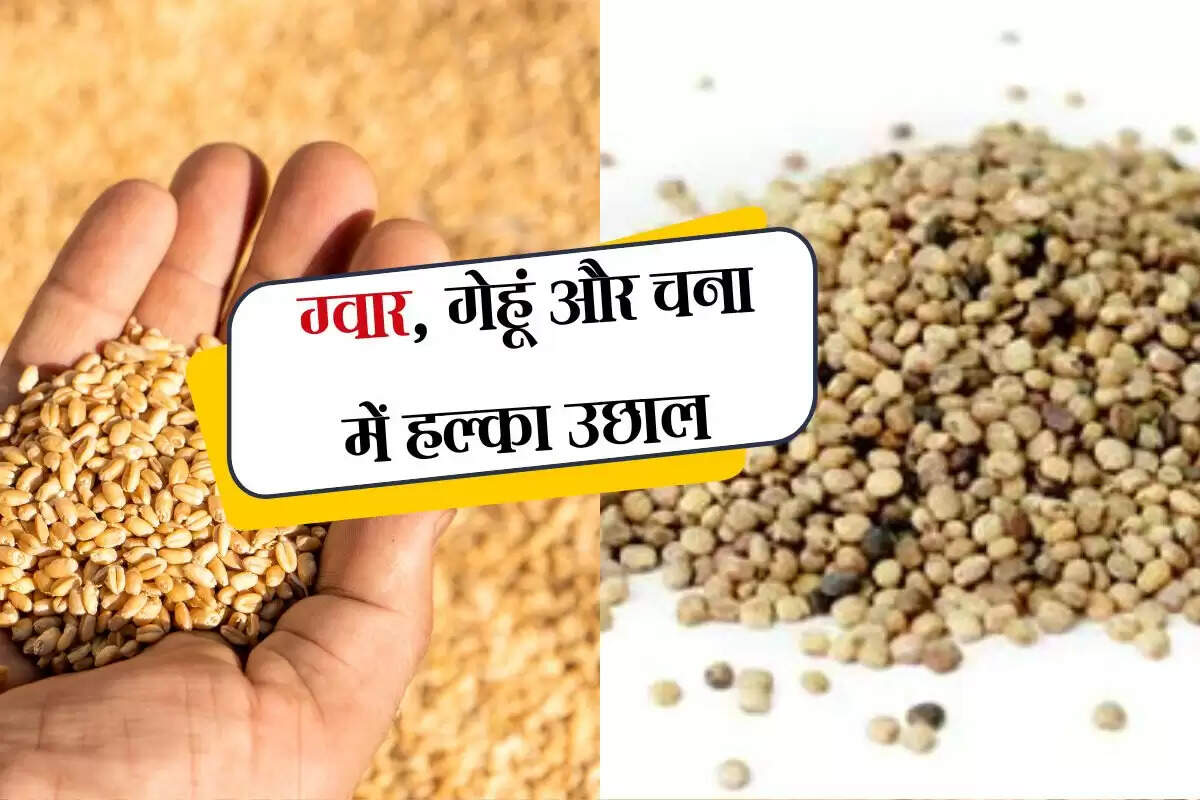 Alwar Mandi bhav: ग्वार, गेहूं और चना में हल्का उछाल, देखें अलवर मंडी में क्या रेट बिकी फसलें