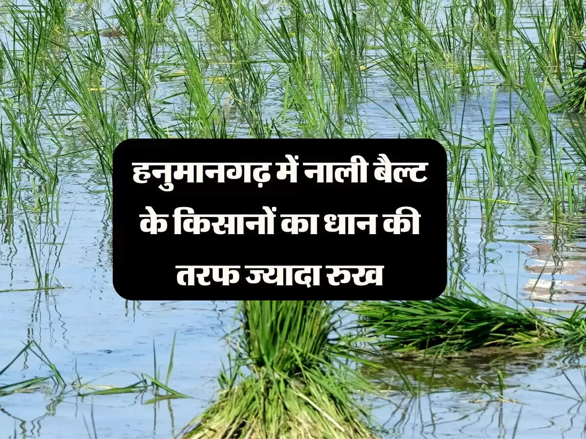 हनुमानगढ़ में नाली बैल्ट के किसानों का धान की तरफ ज्यादा रुख, दो गुना होगी बुवाई