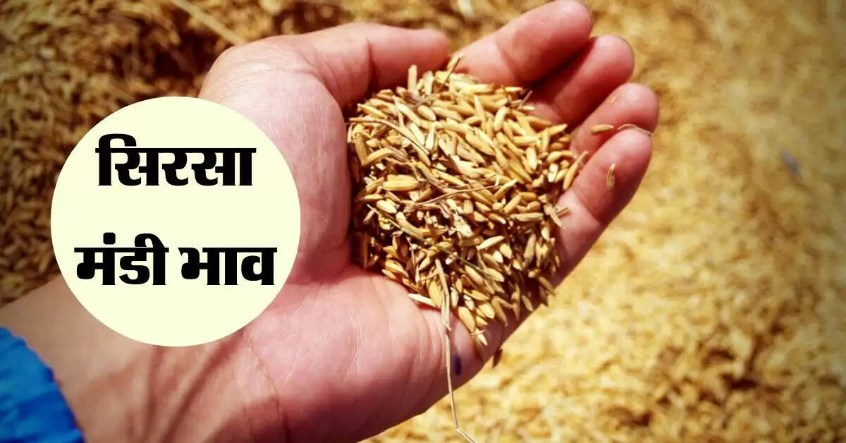 सिरसा मंडी भाव 11 सितंबर 2024: ग्वार और सरसों में तेजी, नए धान की आवक शुरू