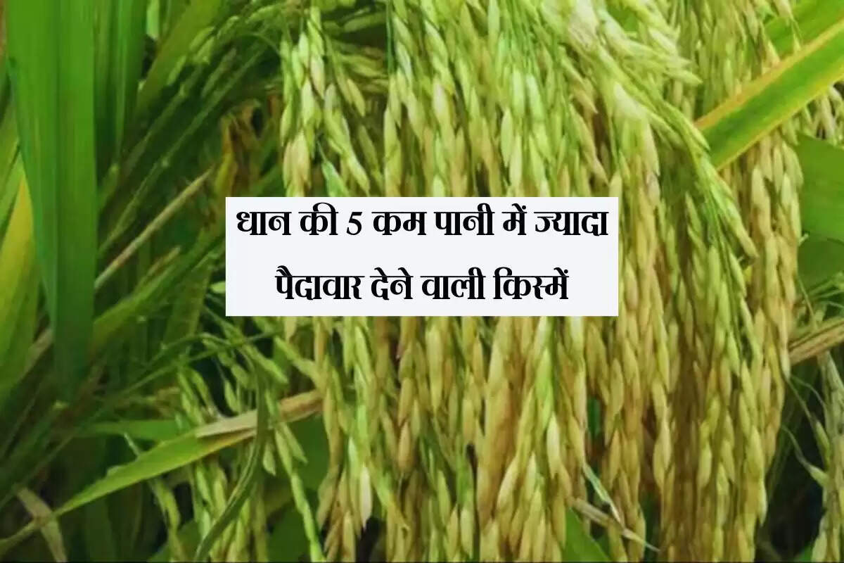 Paddy Variety: धान की 5 कम पानी में ज्यादा पैदावार देने वाली किस्में, अन्य खर्च भी होंगे कम