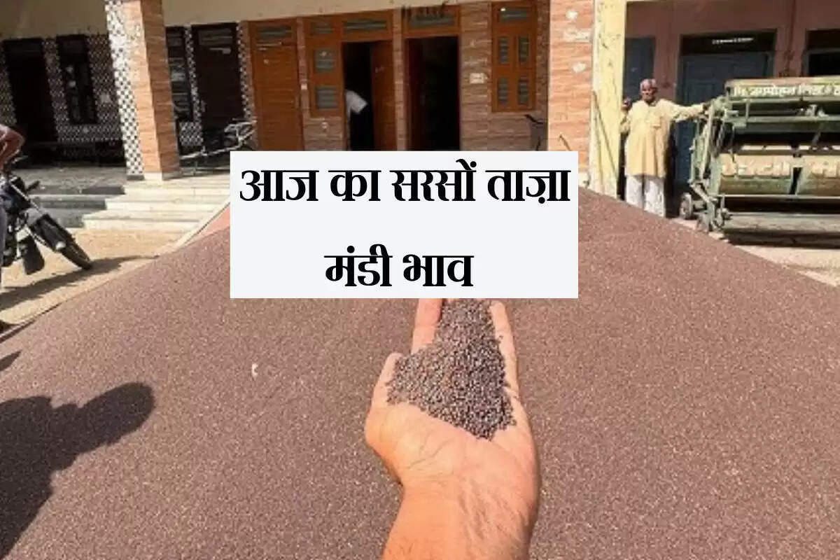 Sarso Mandi Bhav: आज का सरसों ताज़ा मंडी भाव (09 May 2025)