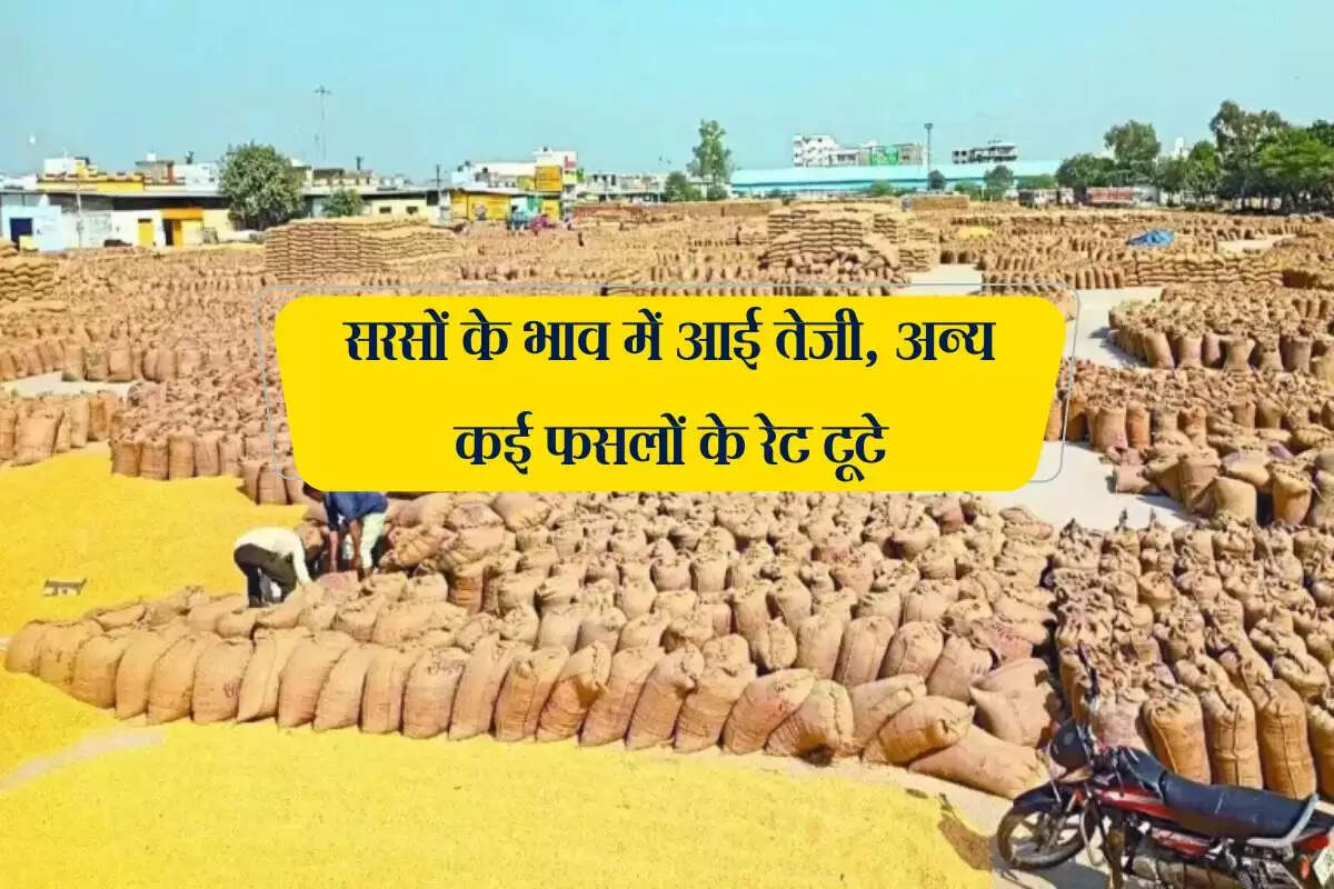 Kota Mandi Bhav: सरसों के भाव में आई तेजी, अन्य कई फसलों के रेट टूटे