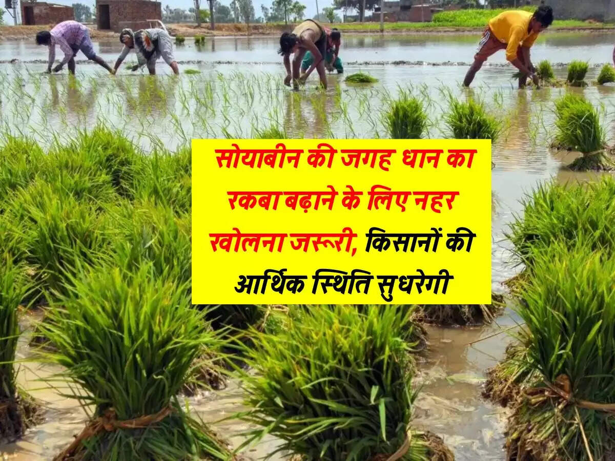 Rajasthan : सोयाबीन की जगह धान का रकबा बढ़ाने के लिए नहर खोलना जरूरी, किसानों की आर्थिक स्थिति सुधरेगी