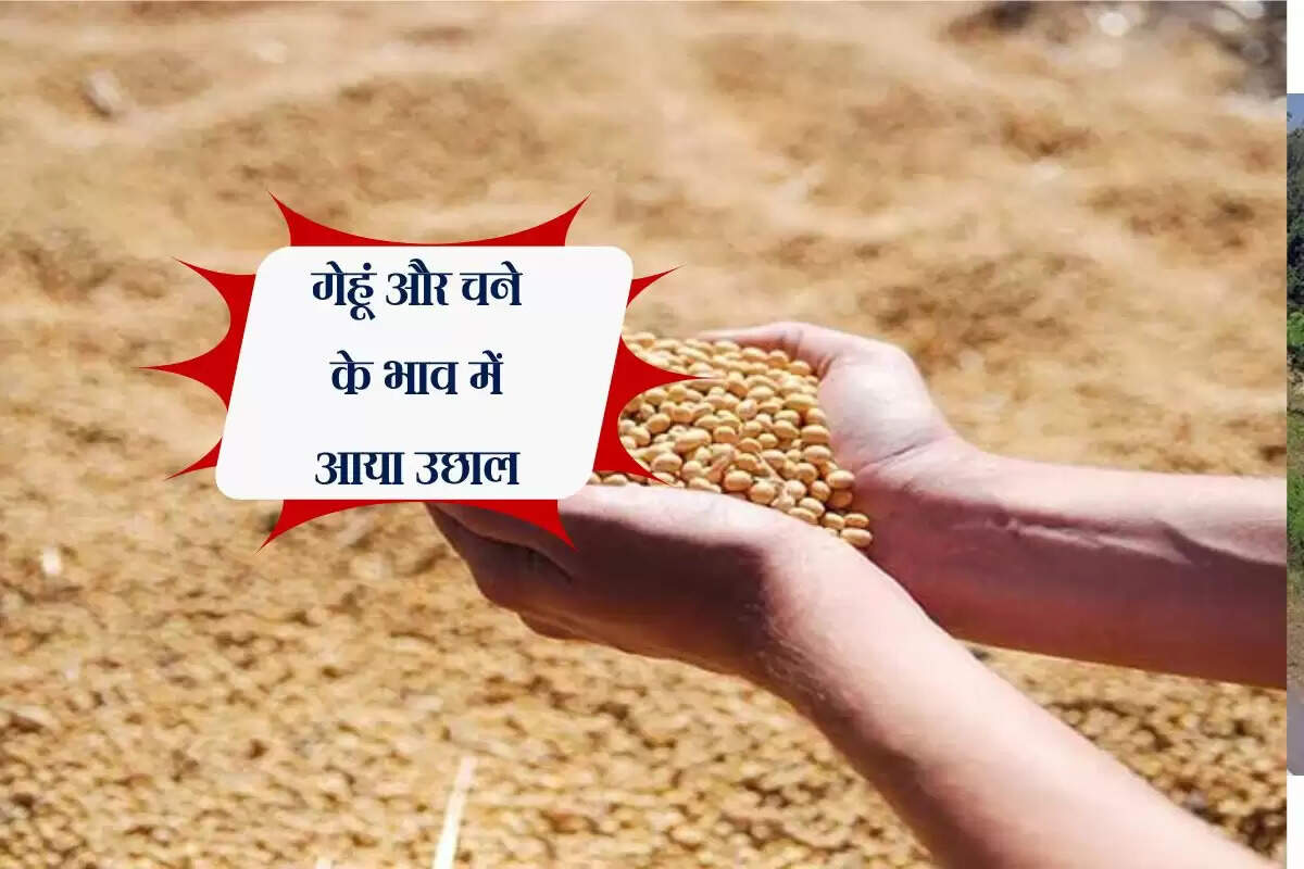Kota Mandi bhav: गेहूं और चने के भाव में आया उछाल, जानिए कृषि उपज मंडी भाव