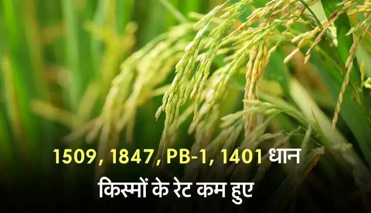 सिरसा मंडी में नरमा 90 रुपए मंदा, 1509, 1847, PB-1, 1401 धान किस्मों के रेट कम हुए