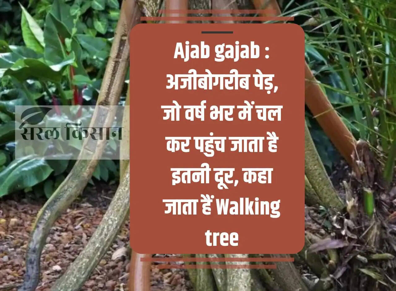 Ajab gajab: A strange tree, which reaches so far by walking throughout the year, is called Walking tree.