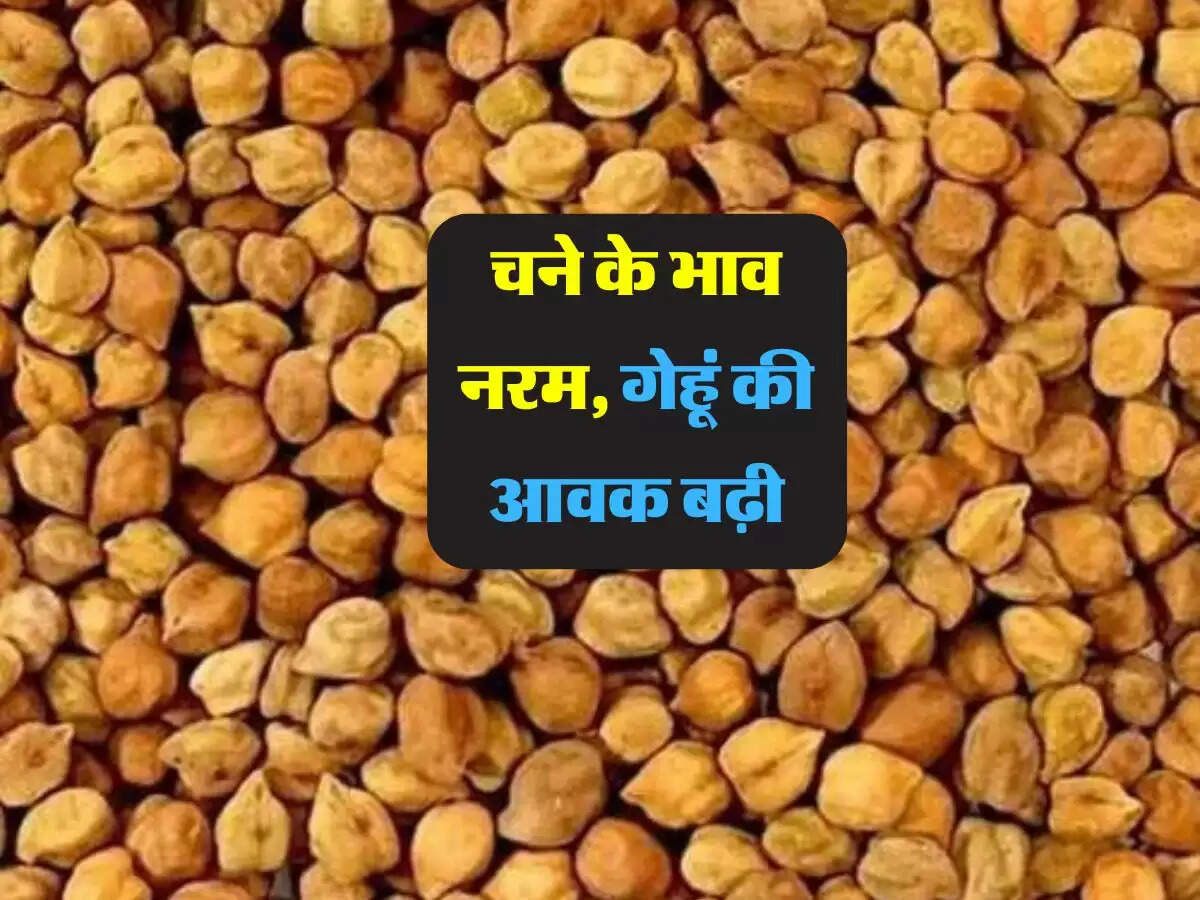 ग्राहक नहीं होने से चने के भाव नरम, गेहूं की आवक बढ़ी