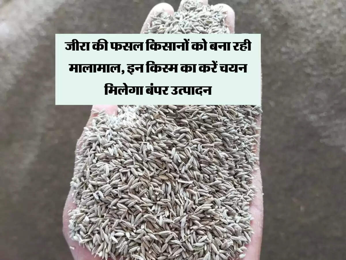 जीरा की फसल किसानों को बना रही मालामाल, इन किस्म का करें चयन मिलेगा बंपर उत्पादन