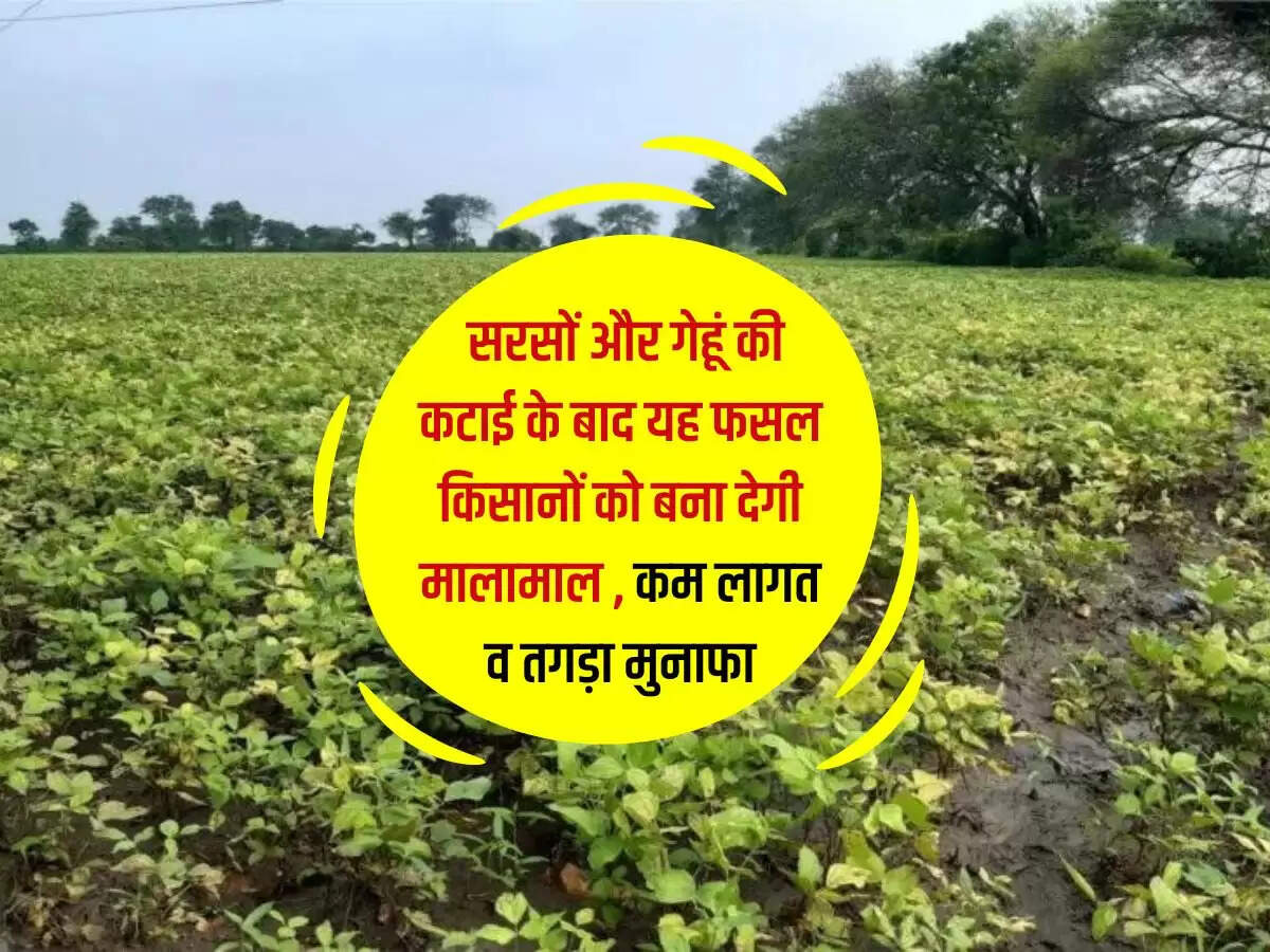 Business Idea: सरसों और गेहूं की कटाई के बाद यह फसल किसानों को बना देगी मालामाल , कम लागत व तगड़ा मुनाफा