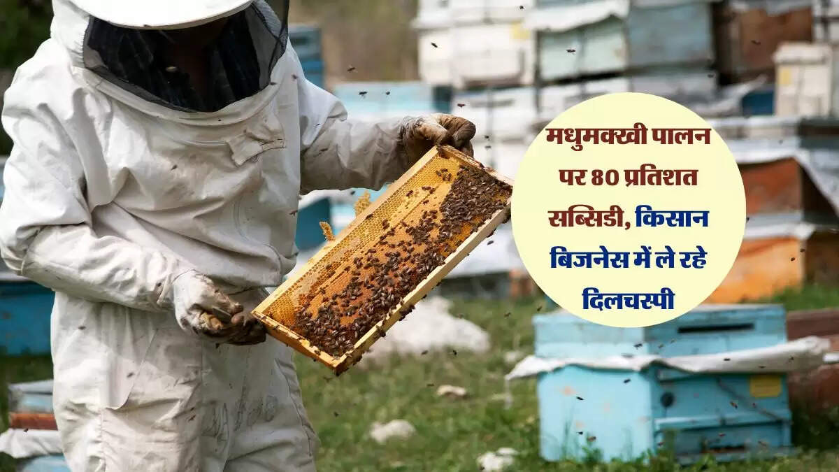 मधुमक्खी पालन पर 80 प्रतिशत सब्सिडी, किसान बिजनेस में ले रहे दिलचस्पी
