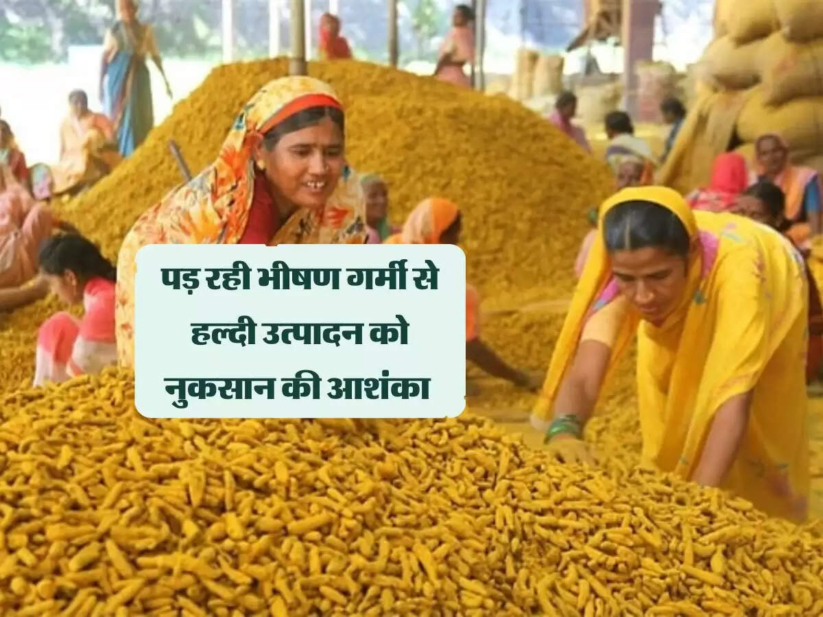 पड़ रही भीषण गर्मी से हल्दी उत्पादन को नुकसान की आशंका