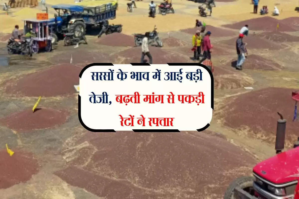 Sarso Ka bhav: सरसों के भाव में आई बड़ी तेजी, बढ़ती मांग से पकड़ी रेटों ने रफ्तार