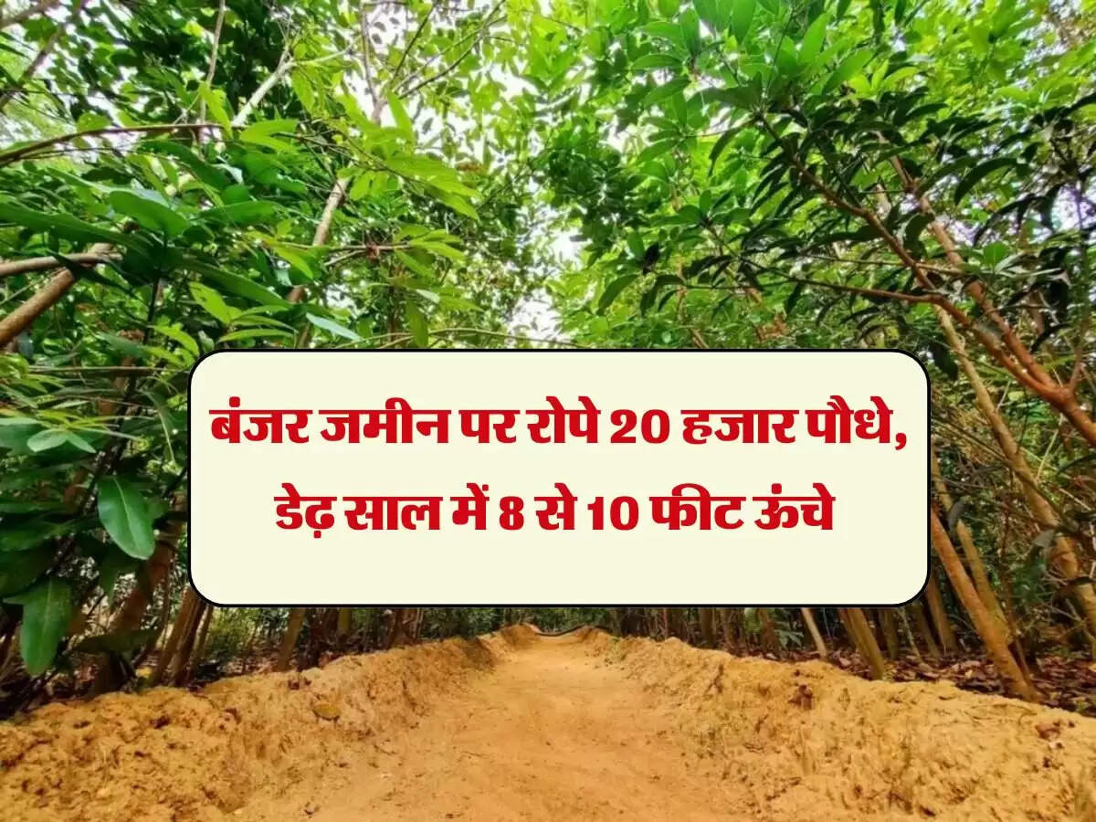 बंजर जमीन पर रोपे 20 हजार पौधे, डेढ़ साल में 8 से 10 फीट ऊंचे