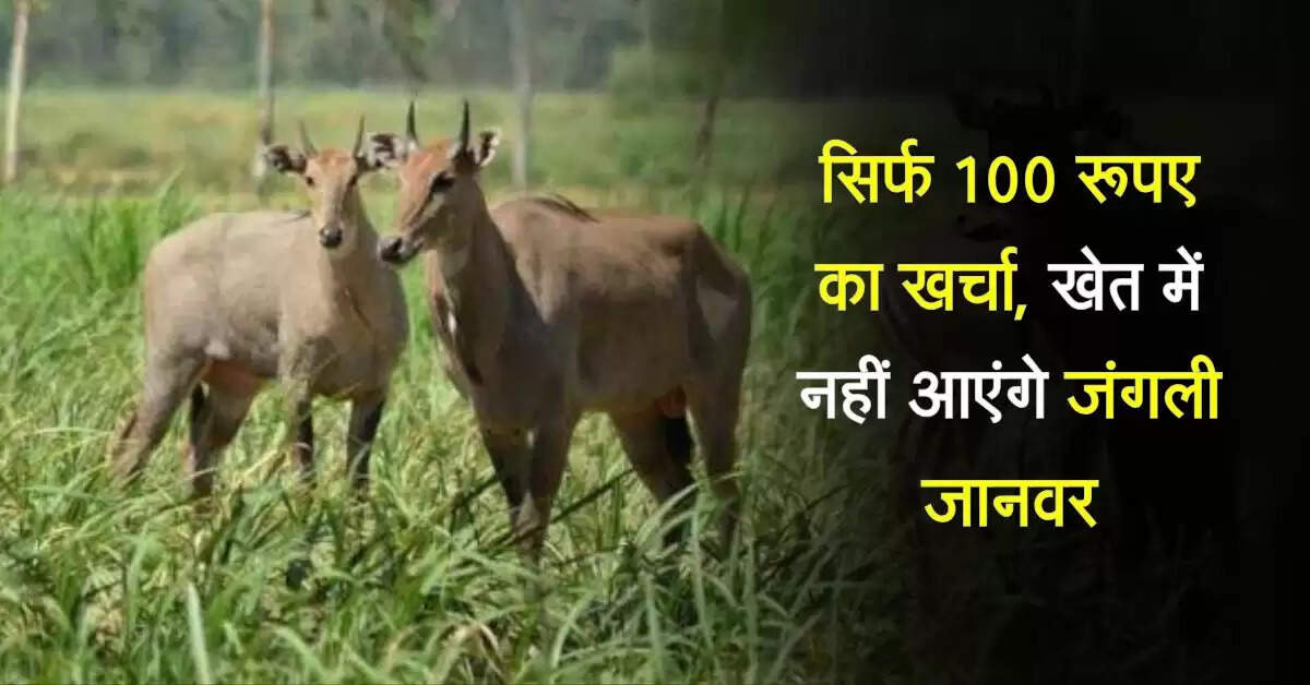 सिर्फ 100 रूपए का खर्चा, खेत में नहीं आएंगे जंगली जानवर, सर्दियों में रखवाली की जरुरत नहीं