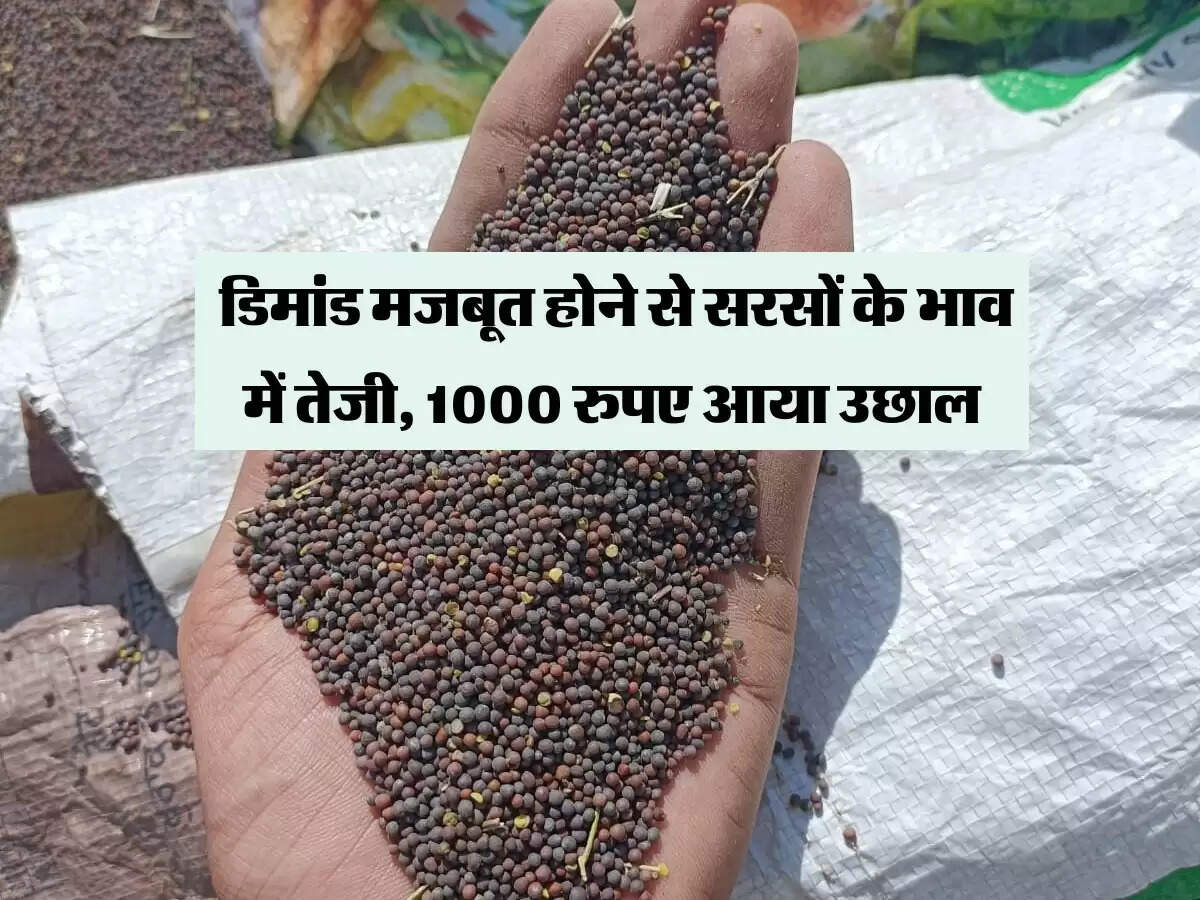 डिमांड मजबूत होने और पैदावार घटने से सरसों के भाव में आ रही तेजी, 1000 रुपए आया उछाल