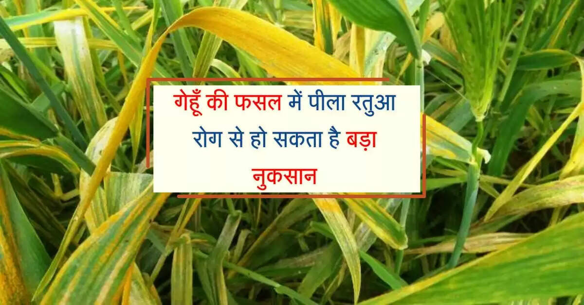 गेहूँ की फसल में पीला रतुआ रोग से हो सकता है बड़ा नुकसान, जानिए इसे नियंत्रित करने का उपाय