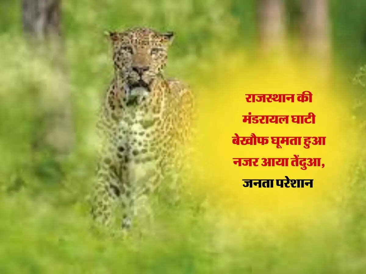 Rajasthan News: राजस्थान की मंडरायल घाटी बेखौफ घूमता हुआ नजर आया तेंदुआ, जनता परेशान