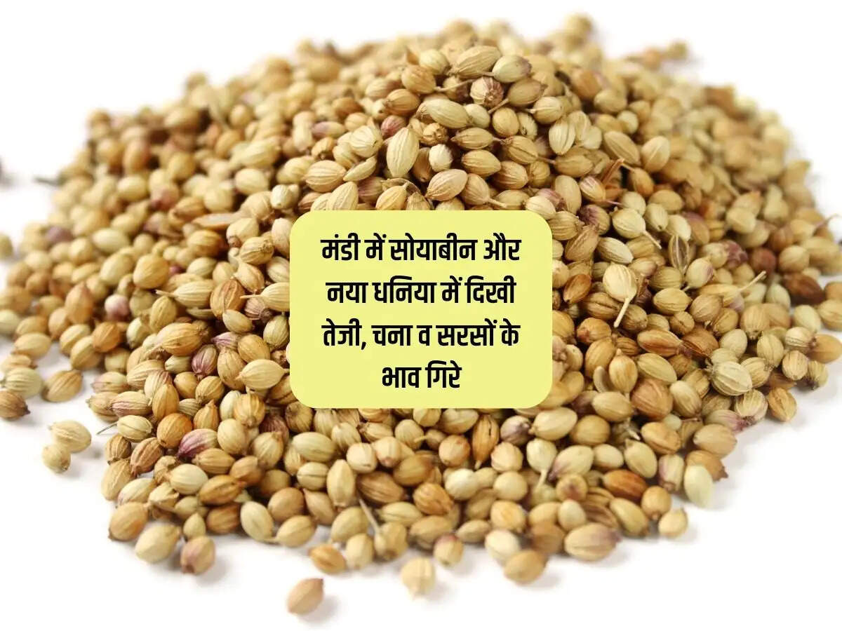Kota Mandi Bhav 28 February 2024 : मंडी में सोयाबीन और नया धनिया में दिखी तेजी, चना व सरसों के भाव गिरे