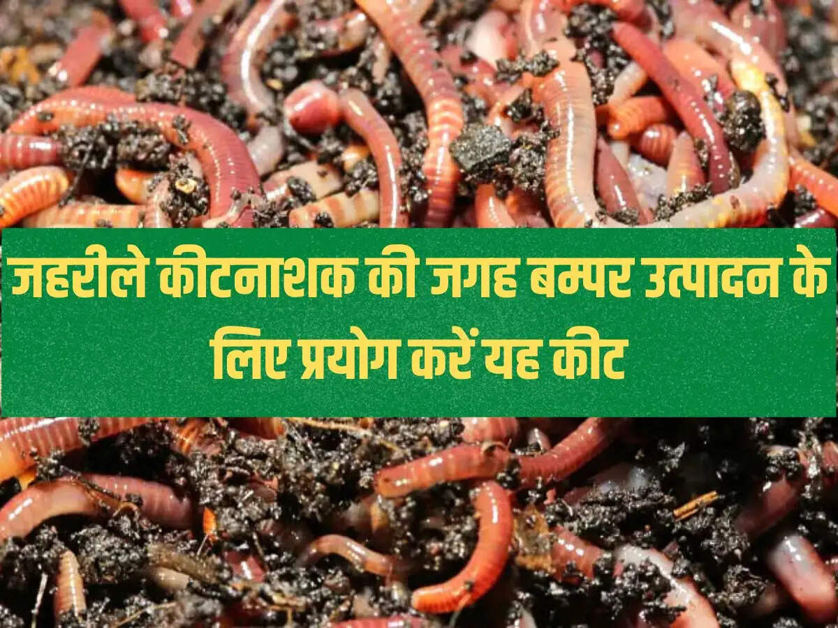Use this insect for bumper production instead of poisonous pesticides