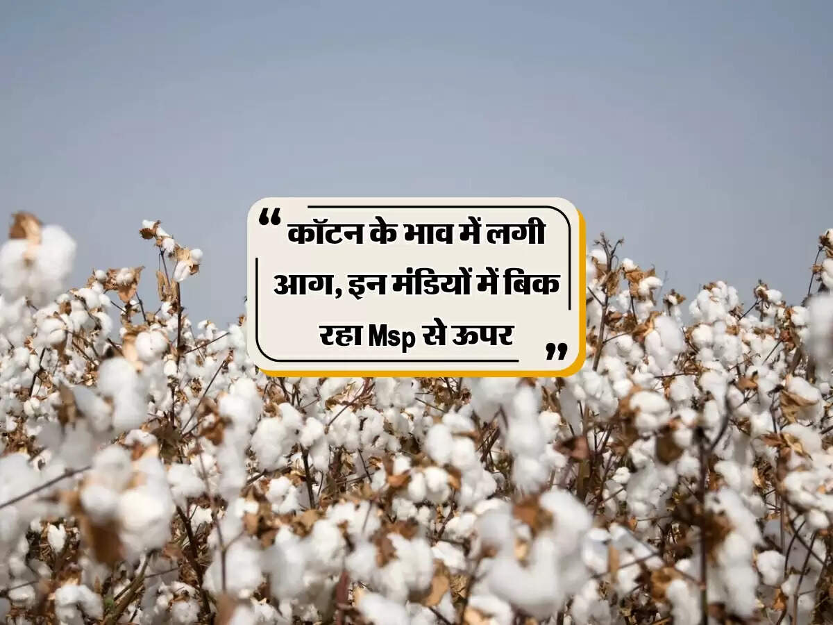 कॉटन के भाव में लगी आग, इन मंडियों में बिक रहा Msp से ऊपर