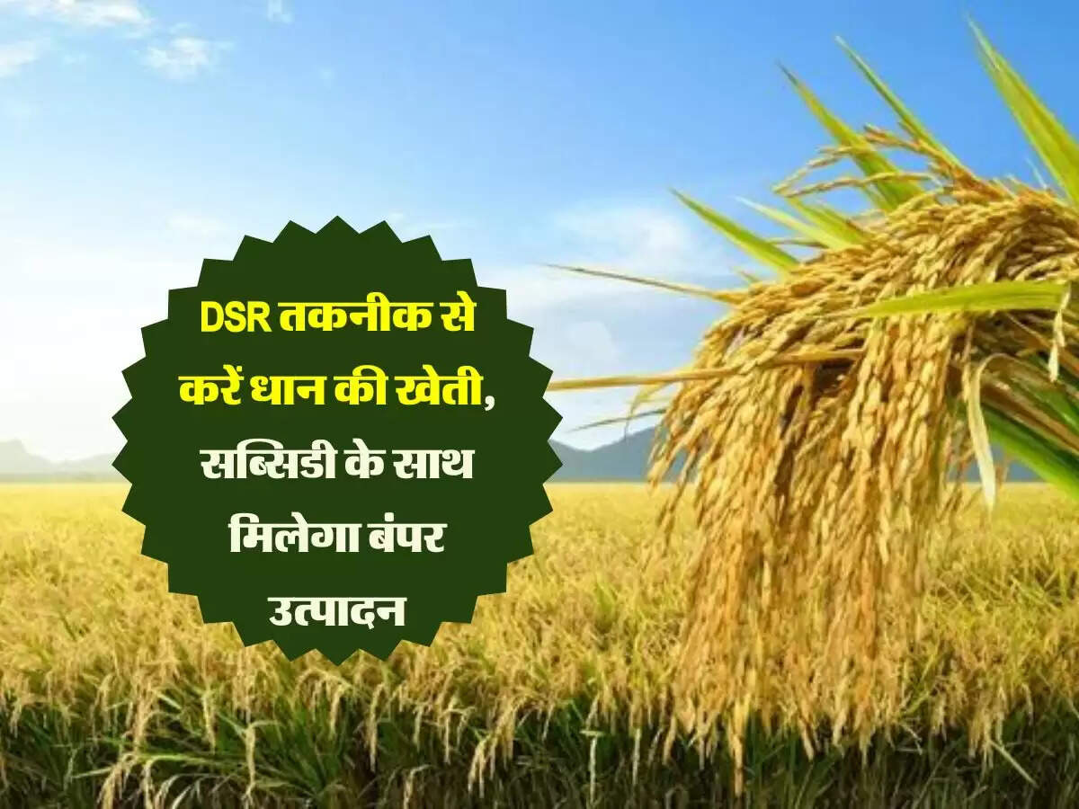DSR तकनीक से करें धान की खेती, सब्सिडी के साथ मिलेगा बंपर उत्पादन
