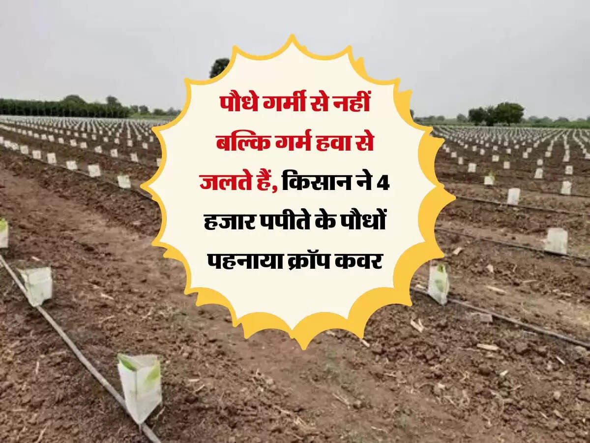 पौधे गर्मी से नहीं बल्कि गर्म हवा से जलते हैं, किसान ने 4 हजार पपीते के पौधों पहनाया क्रॉप कवर
