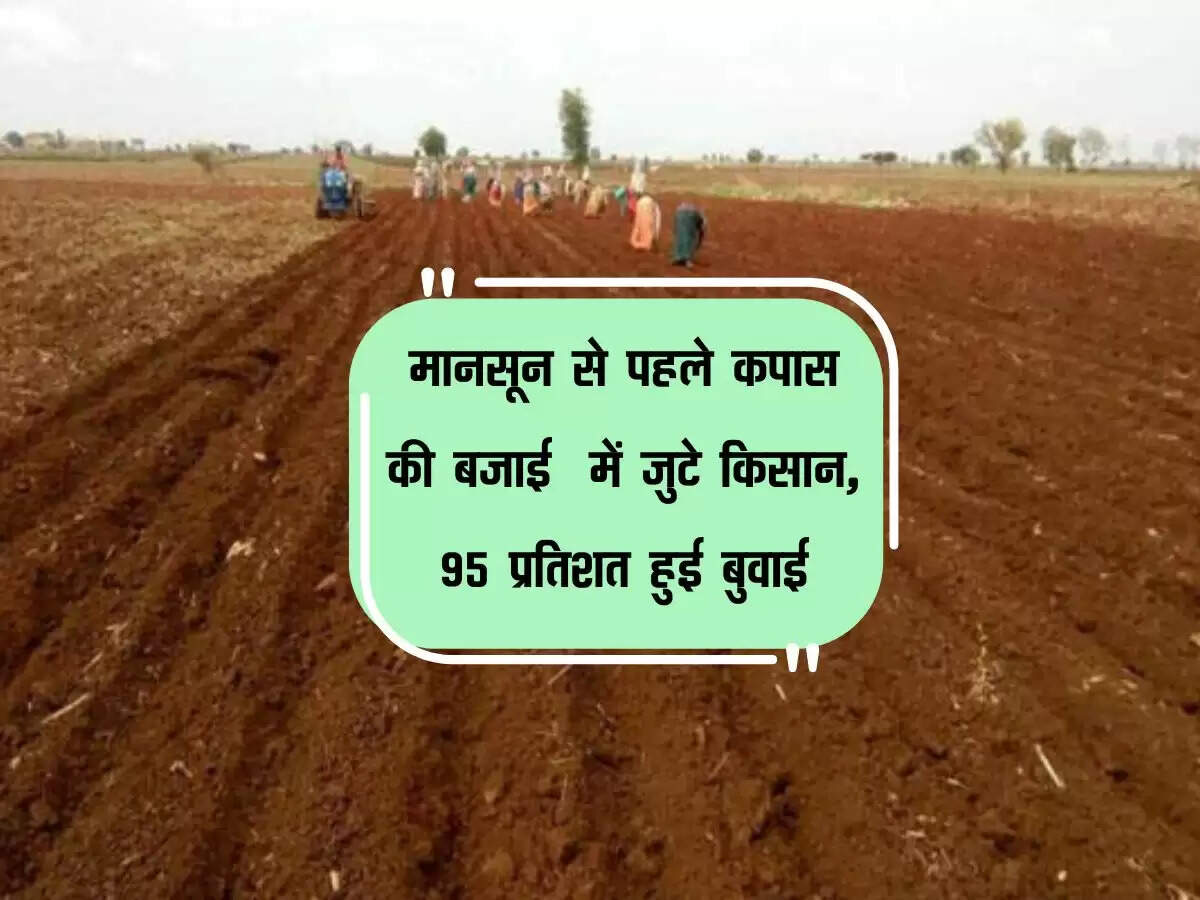 मानसून से पहले कपास की बजाई में जुटे किसान, 95 प्रतिशत हुई बुवाई