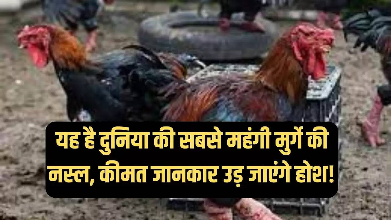 मुर्ग