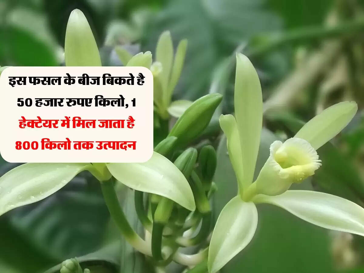 Agriculture : इस फसल के बीज बिकते है 50 हजार रुपए किलो, 1 हेक्टेयर में मिल जाता है 800 किलो तक उत्पादन