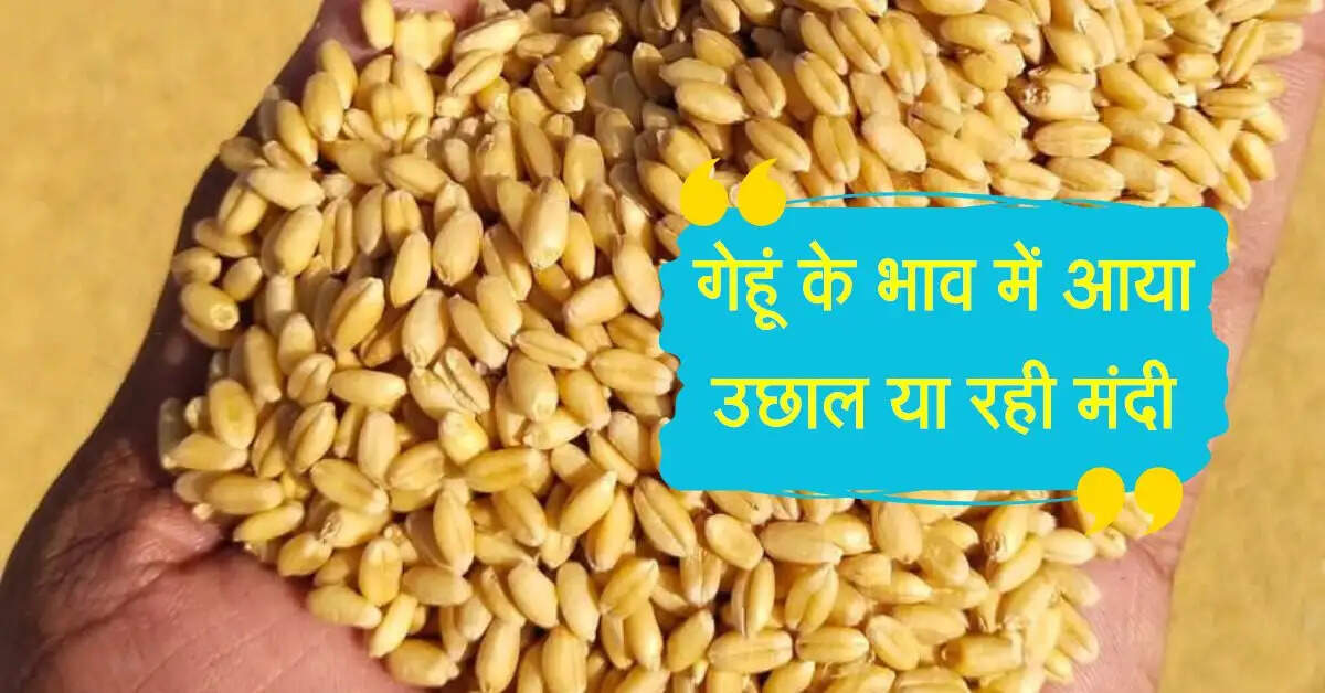 Wheat Bhav: गेहूं के भाव में आया उछाल या रही मंदी, जानिए यूपी, MP और राजस्थान के भाव