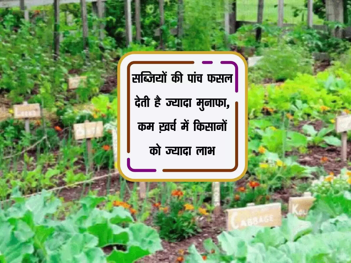 सब्जियों की पांच फसल देती है ज्यादा मुनाफा, कम ख़र्च में किसानों को ज्यादा लाभ