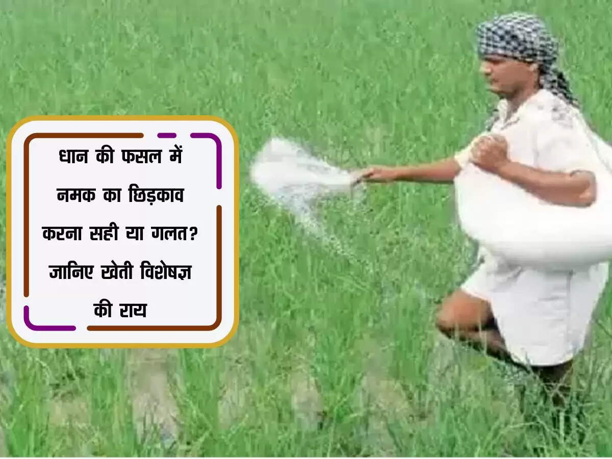 धान की फसल में नमक का छिड़काव करना सही या गलत? जानिए खेती विशेषज्ञ की राय