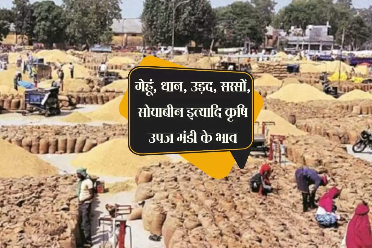 Kota Mandi bhav: गेहूं, धान, उड़द, सरसों, सोयाबीन इत्यादि कृषि उपज मंडी के भाव