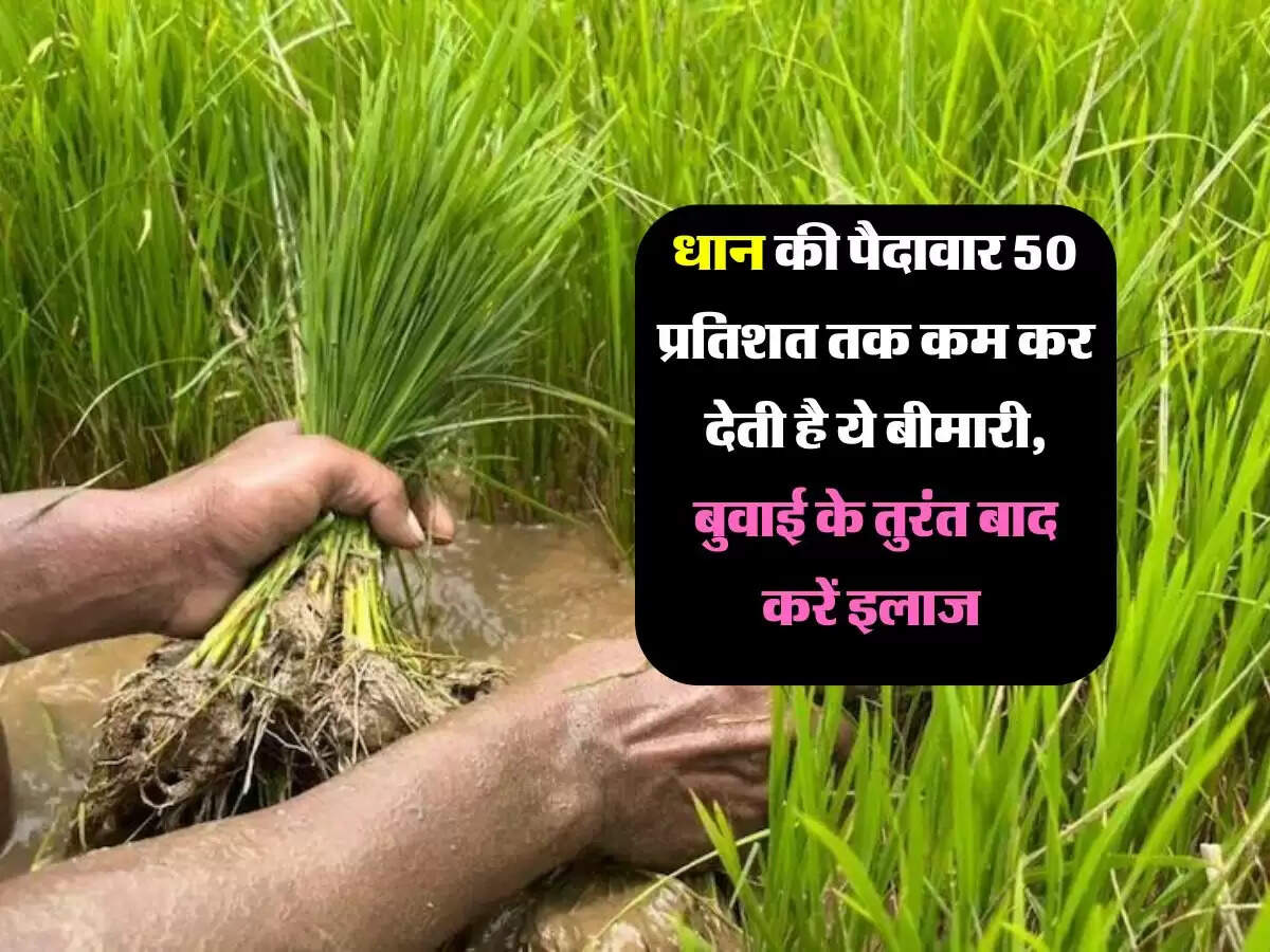 धान की पैदावार 50 प्रतिशत तक कम कर देती है ये बीमारी, बुवाई के तुरंत बाद करें इलाज