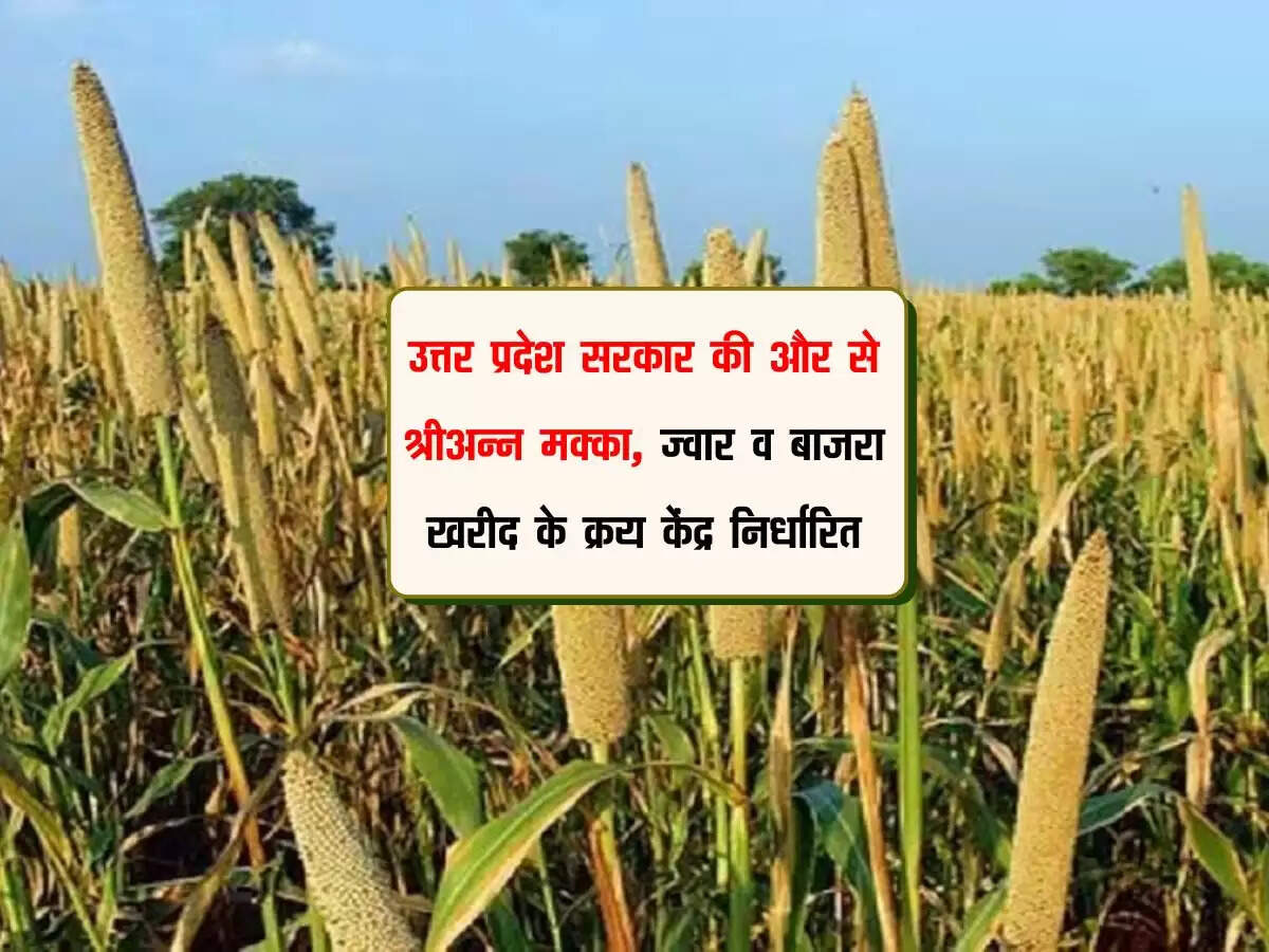 उत्तर प्रदेश सरकार की और से श्रीअन्न मक्का, ज्वार व बाजरा खरीद के क्रय केंद्र निर्धारित