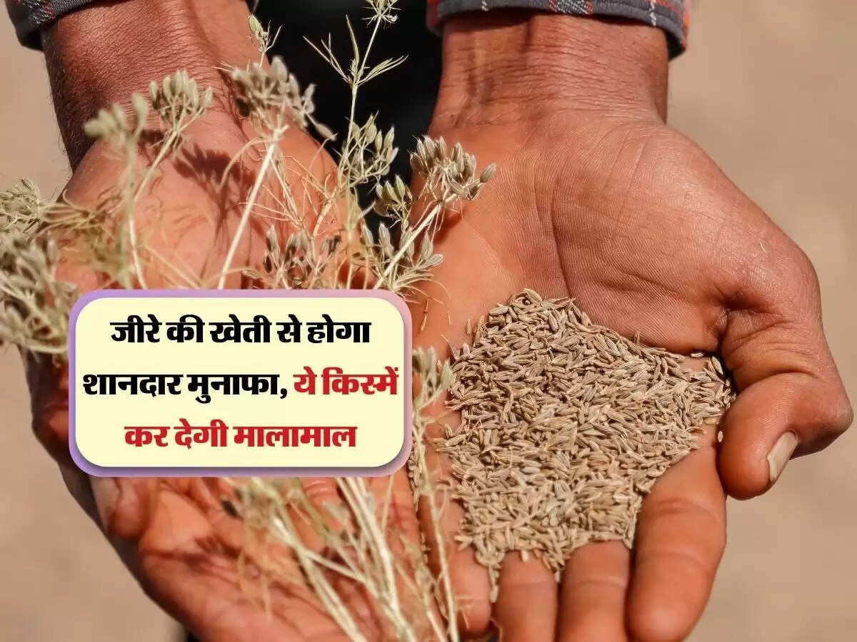 जीरे की खेती से होगा शानदार मुनाफा, ये किस्में कर देगी मालामाल
